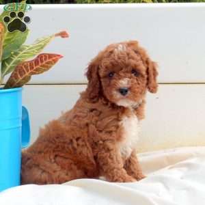 Cockapoo Puppies for Sale - Greenfield Puppies