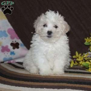 Maltipoo Puppies For Sale | Greenfield Puppies