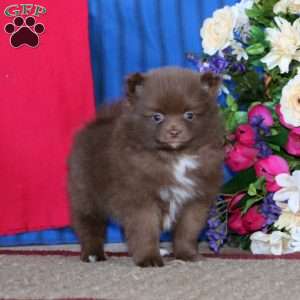 Pomeranian Puppies For Sale - Greenfield Puppies