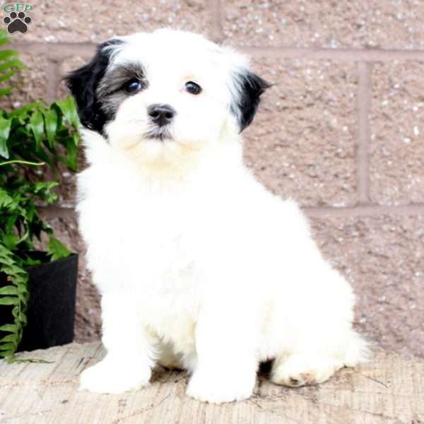 Cutie, Havachon Puppy