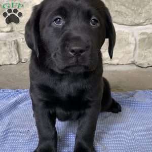 Fox Red Labrador Retriever Puppies For Sale - Greenfield Puppies