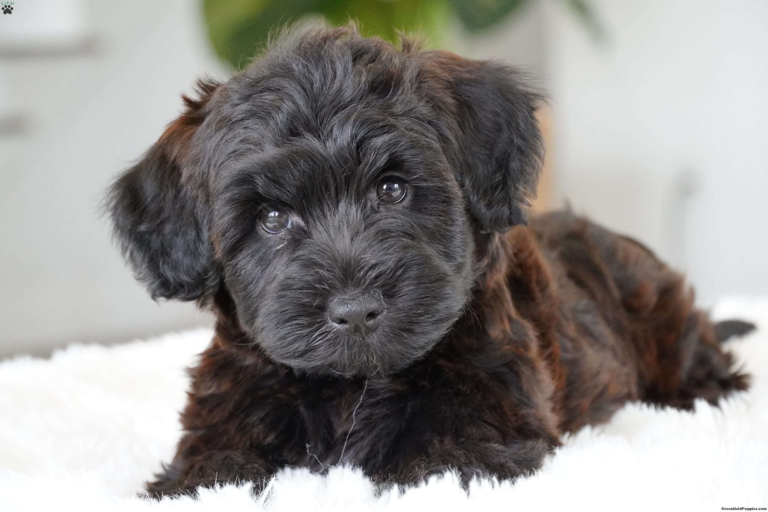 Derek - Mini Whoodle Puppy For Sale in Ohio