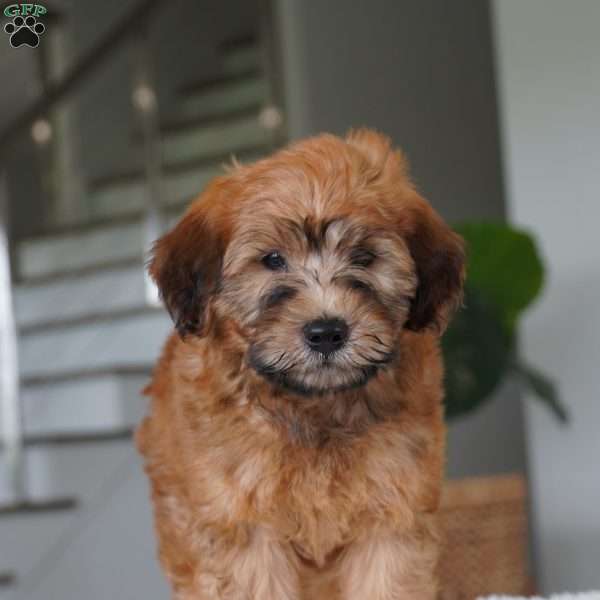 Dexter, Mini Whoodle Puppy