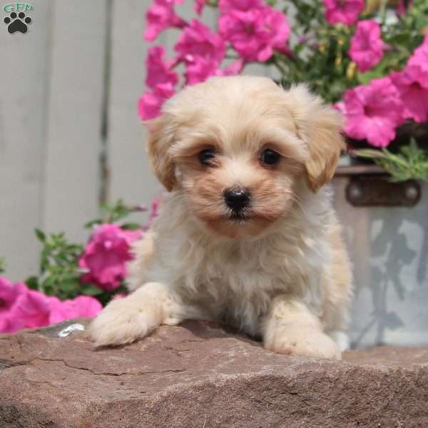 Daisy, Maltipoo Puppy