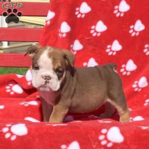 English Bulldog Puppies For Sale | Greenfield Puppies