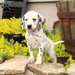 Dalmatian Puppies For Sale - Greenfield Puppies