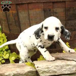 Dalmatian Puppies For Sale - Greenfield Puppies