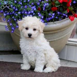 Bich-poo Puppies For Sale | Greenfield Puppies