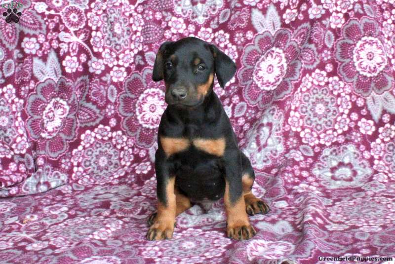 Flip - Doberman Mix Puppy For Sale in Pennsylvania