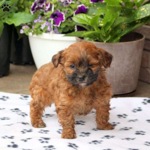 Frank, Toy Poodle Mix Puppy