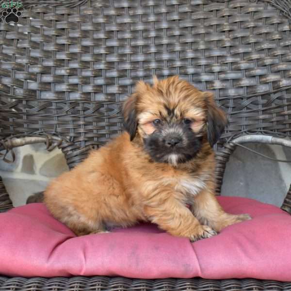 Georgia, Havashu Puppy