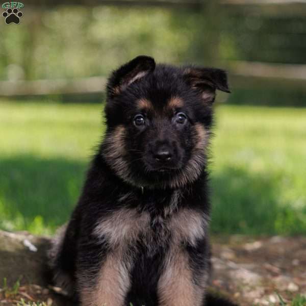 Pauly, German Shepherd Puppy