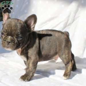 French Bulldog Puppies For Sale - Greenfield Puppies