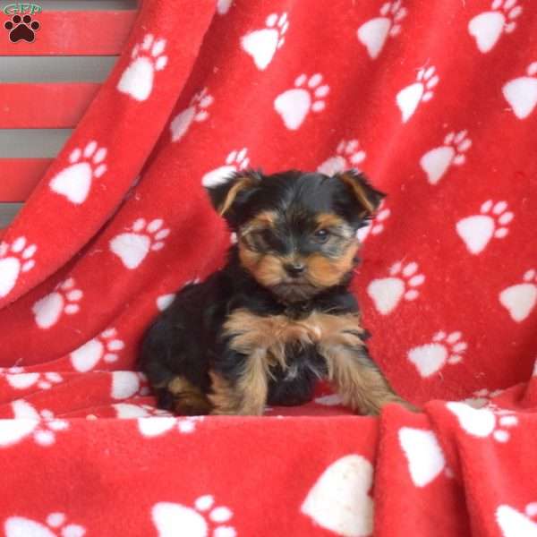 Hickory Yorkie Puppy For Sale in Pennsylvania