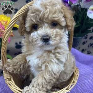 Lhasa-Poo Puppies For Sale | Greenfield Puppies