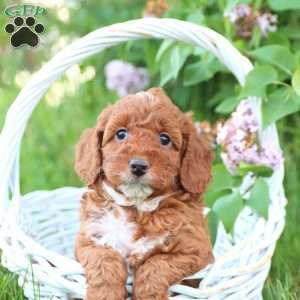 Cockapoo Puppies for Sale - Greenfield Puppies