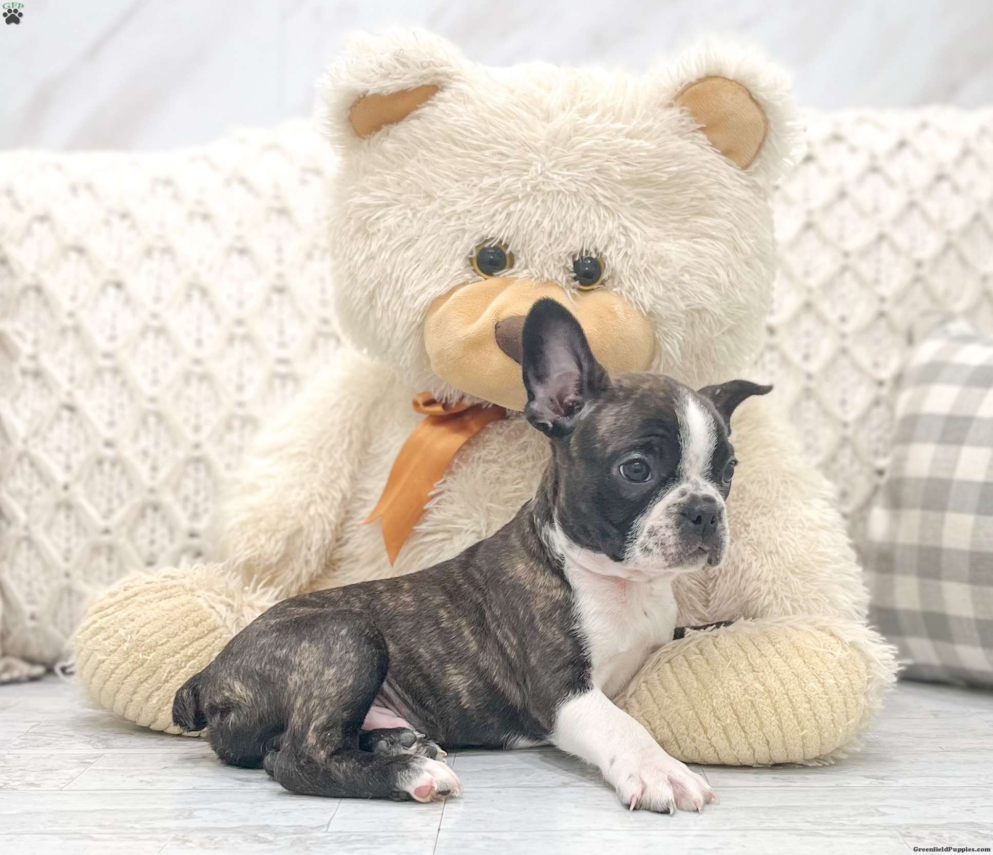 Leo Puppy - Frenchton Puppy for Sale in Dayton, OH