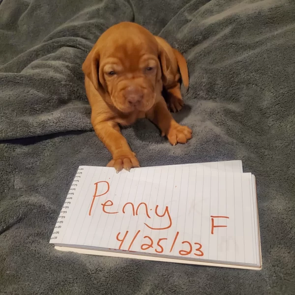 Penny, Vizsla Puppy