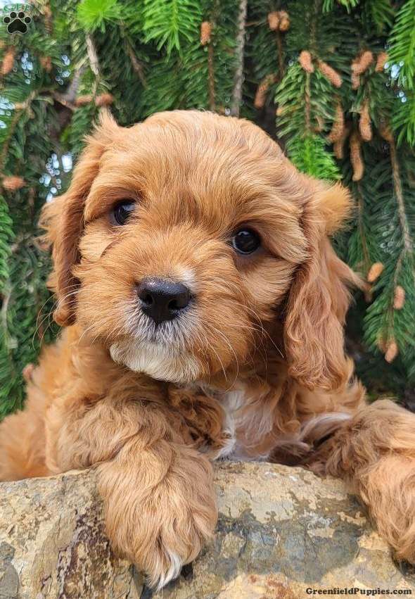 Graham Cavapoo Puppy For Sale in Pennsylvania