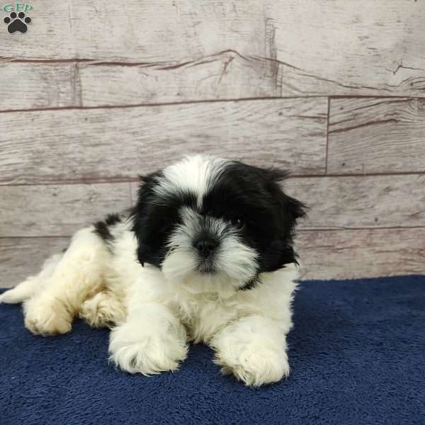 Carson, Shih Tzu Puppy