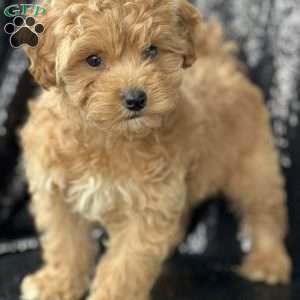 Havapoo Puppies For Sale | Greenfield Puppies