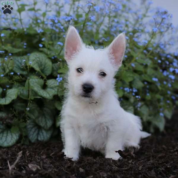Leo, West Highland Terrier Puppy