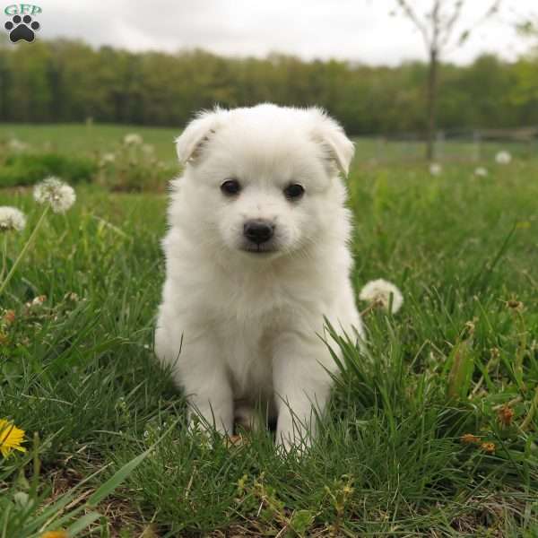 Daisy, American Eskimo Puppy