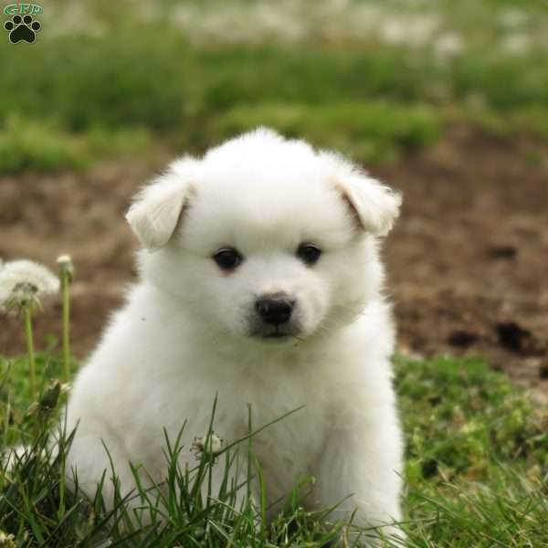 Spotty, American Eskimo Puppy