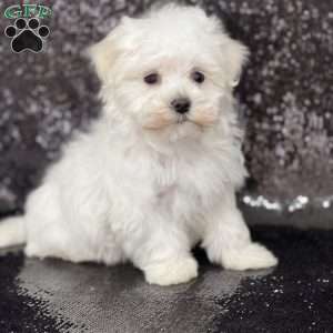 Maltese Puppies For Sale - Greenfield Puppies