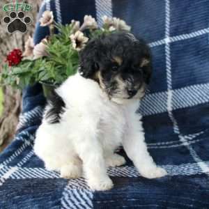 Moe, Toy Poodle Puppy