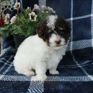 Mister, Toy Poodle Puppy