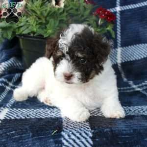 Mister, Toy Poodle Puppy