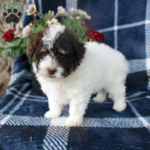 Mister, Toy Poodle Puppy