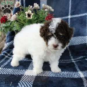Mister, Toy Poodle Puppy