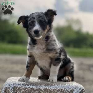 Merlin, Border Collie Mix Puppy