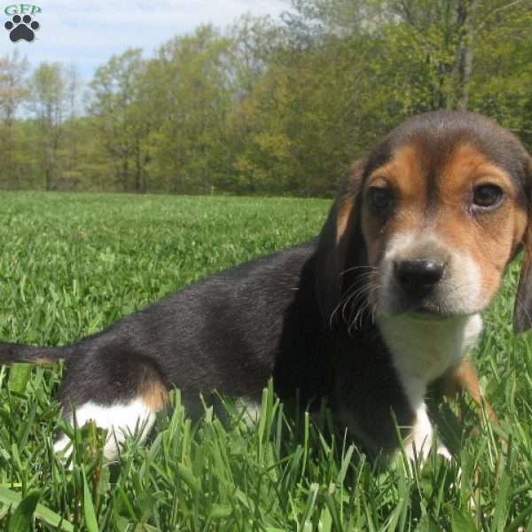 Indy, Beagle Puppy
