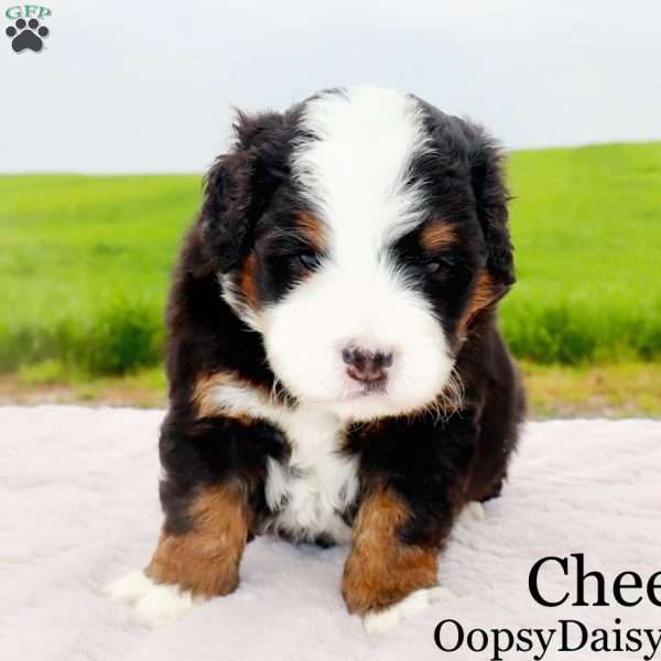 Cheerio, Mini Bernedoodle Puppy