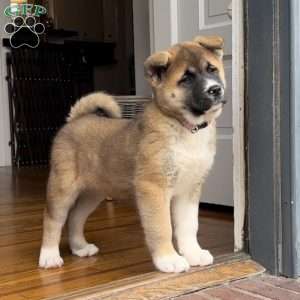 Akita Puppies for Sale | Greenfield Puppies