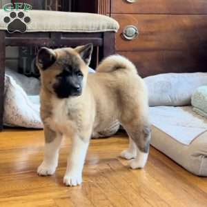 Akita Puppies for Sale | Greenfield Puppies