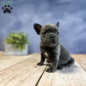 Frenchton Puppies for Sale | Greenfield Puppies