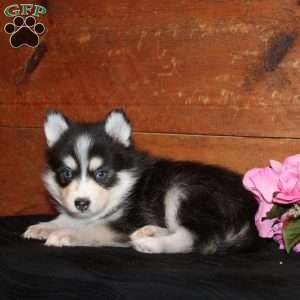 Pomsky Puppies For Sale - Greenfield Puppies