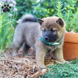 Shiba Inu Puppies For Sale | Greenfield Puppies