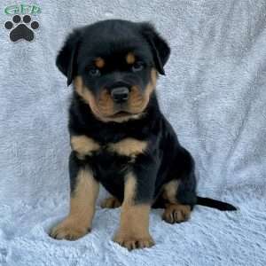 rottweiler dog puppy price