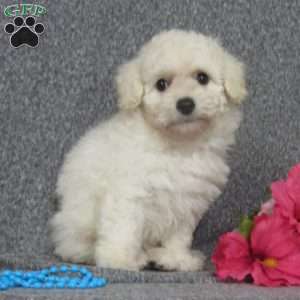 Bich-poo Puppies For Sale | Greenfield Puppies