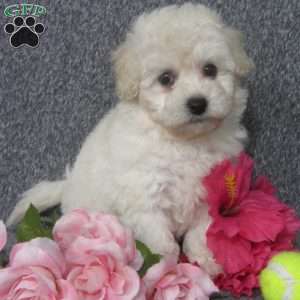 Bich-poo Puppies For Sale | Greenfield Puppies