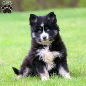 Pomsky Puppies For Sale - Greenfield Puppies