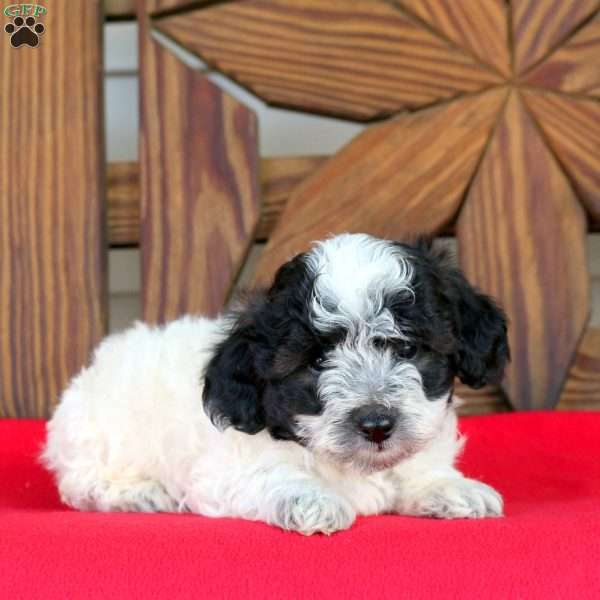 Jackson, Toy Poodle Puppy
