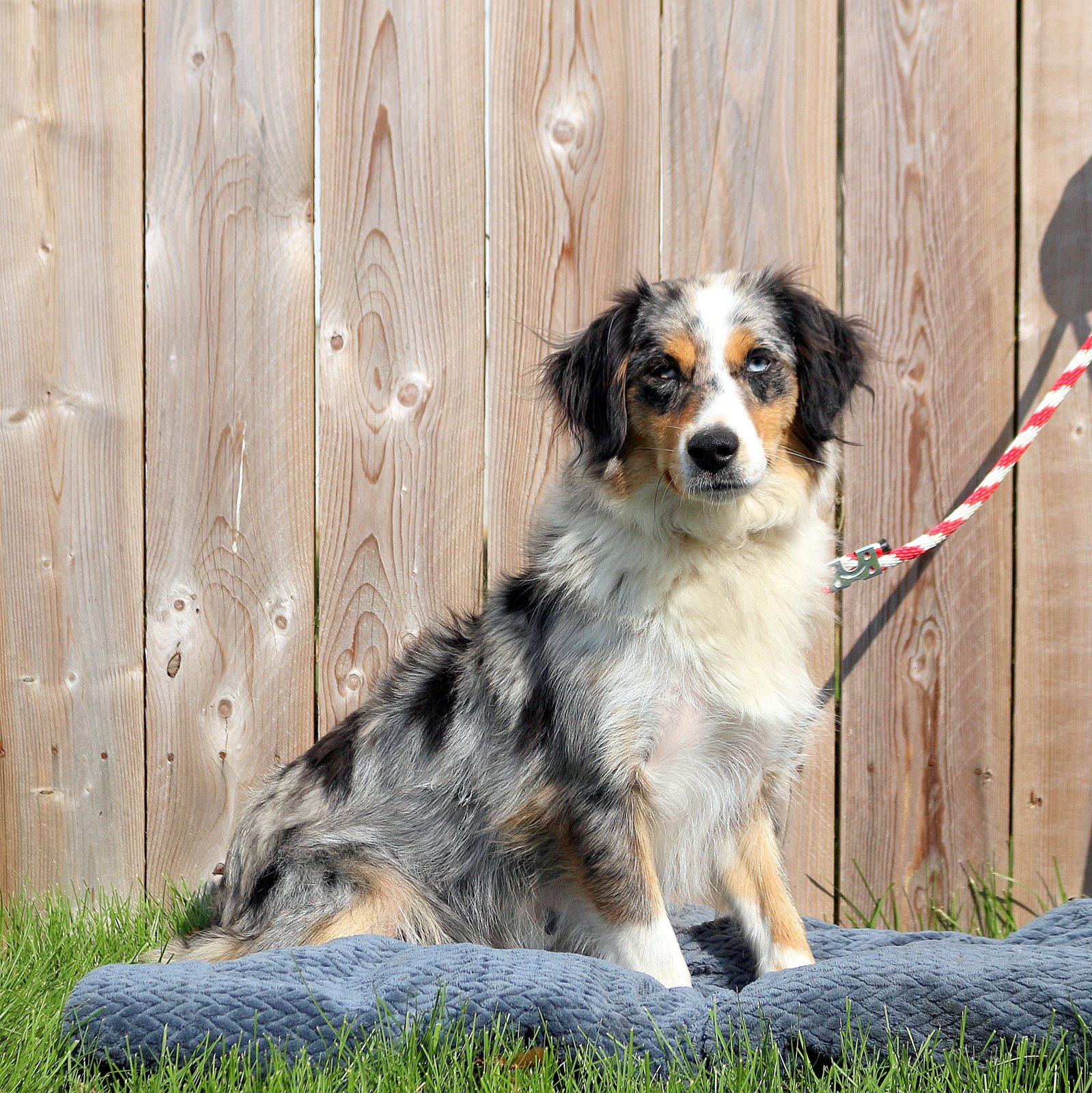 Lucy - Miniature Australian Shepherd Puppy For Sale in Pennsylvania