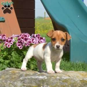 Jack Russell Terrier Puppies For Sale | Greenfield Puppies