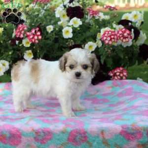 Shih-Poo Puppies For Sale | Greenfield Puppies